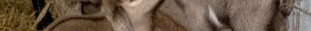 ocr4a1a