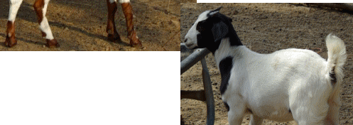 BendingTree Ranch TexMaster Goats