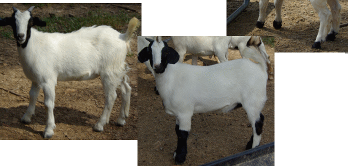 BendingTree Ranch TexMaster Goats