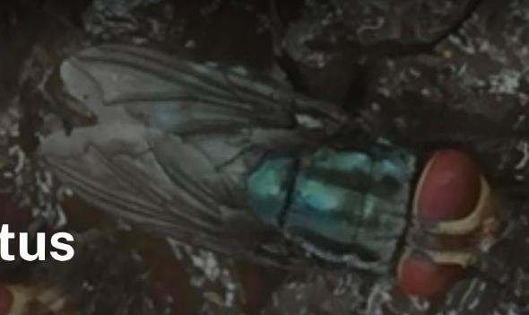 item32