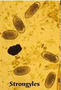 strongyle eggs