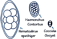 Coccidia, Haemonchus and Nematodirus worm eggs