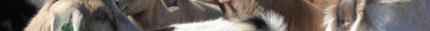 ocr4a1a1