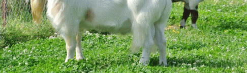 BendingTree Ranch TexMaster Goats