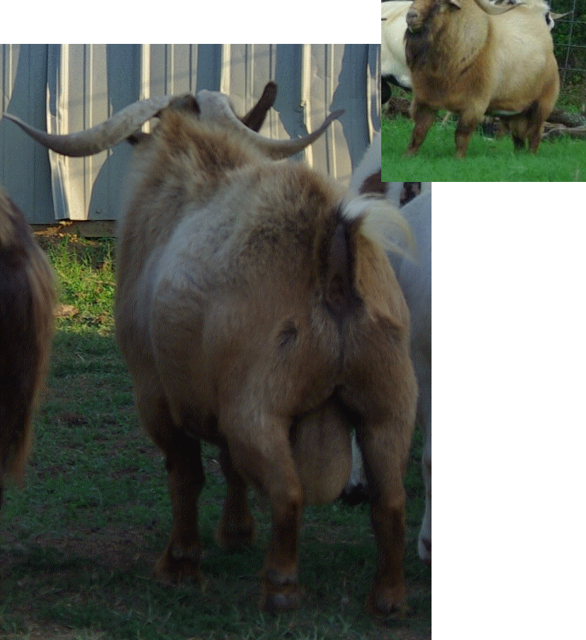 BendingTree Ranch TexMaster Goats