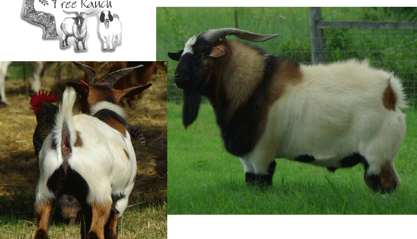 BendingTree Ranch TexMaster Goats
