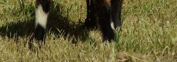 BendingTree Ranch TexMaster Goats